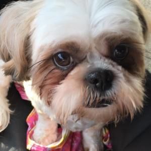 Meet your Posher, Donna